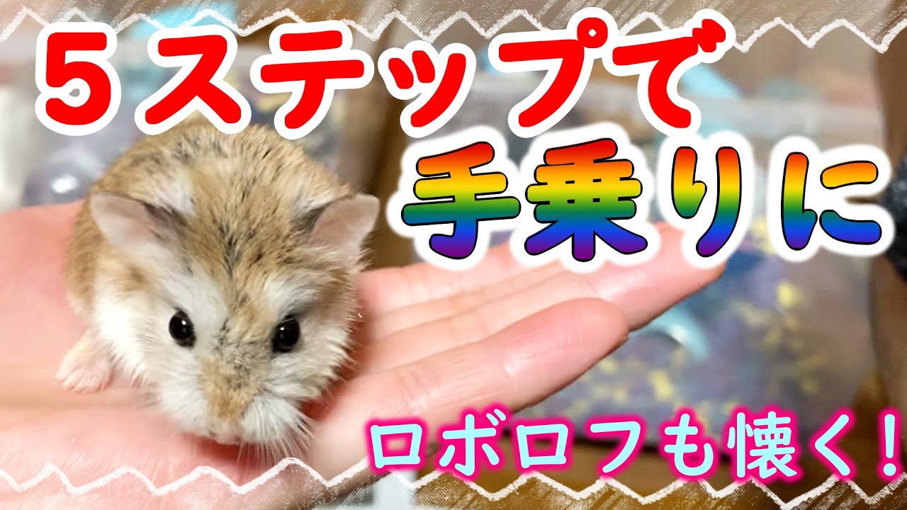 【ハムスター】簡単5ステップ！手乗りハムスターにする方法