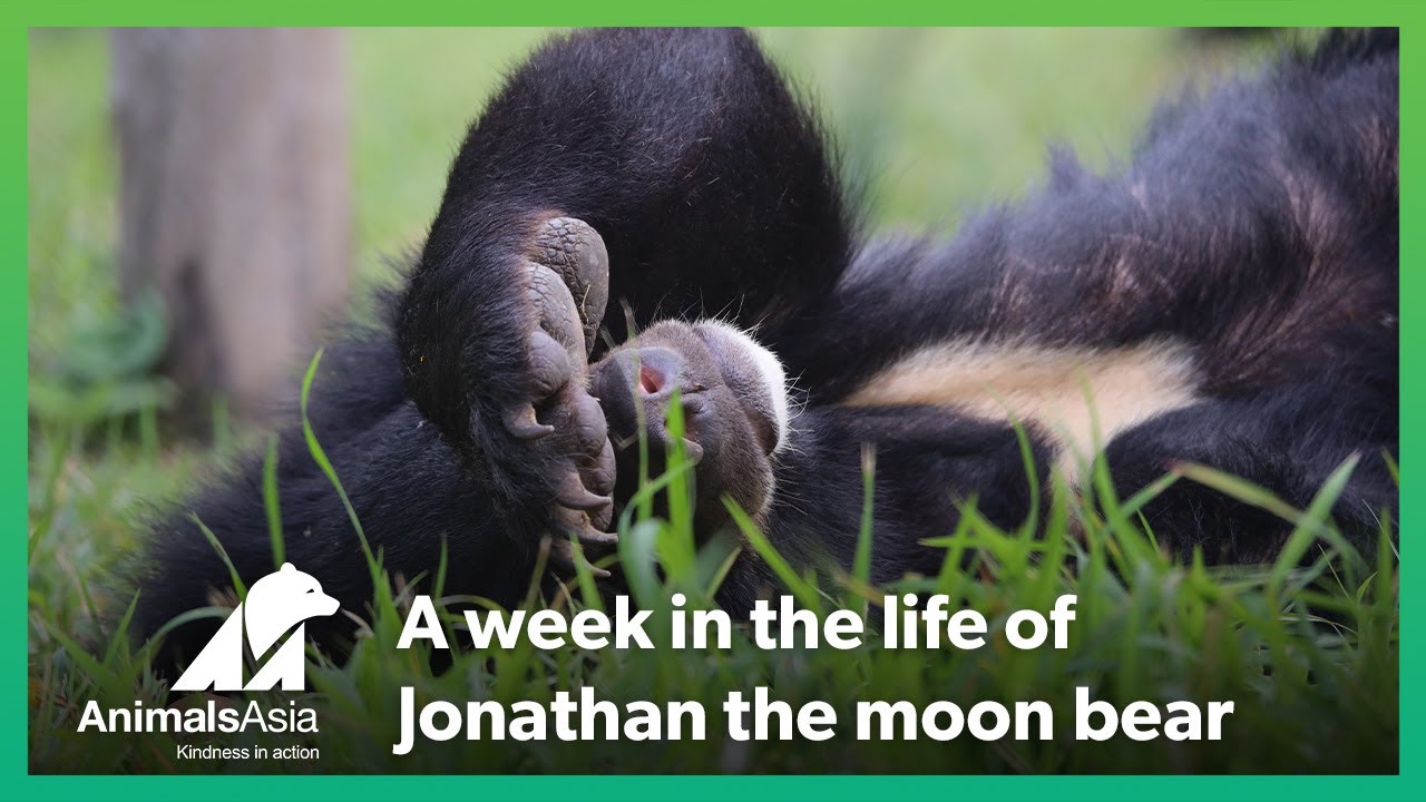 A week in the life of Jonathan the moon bear