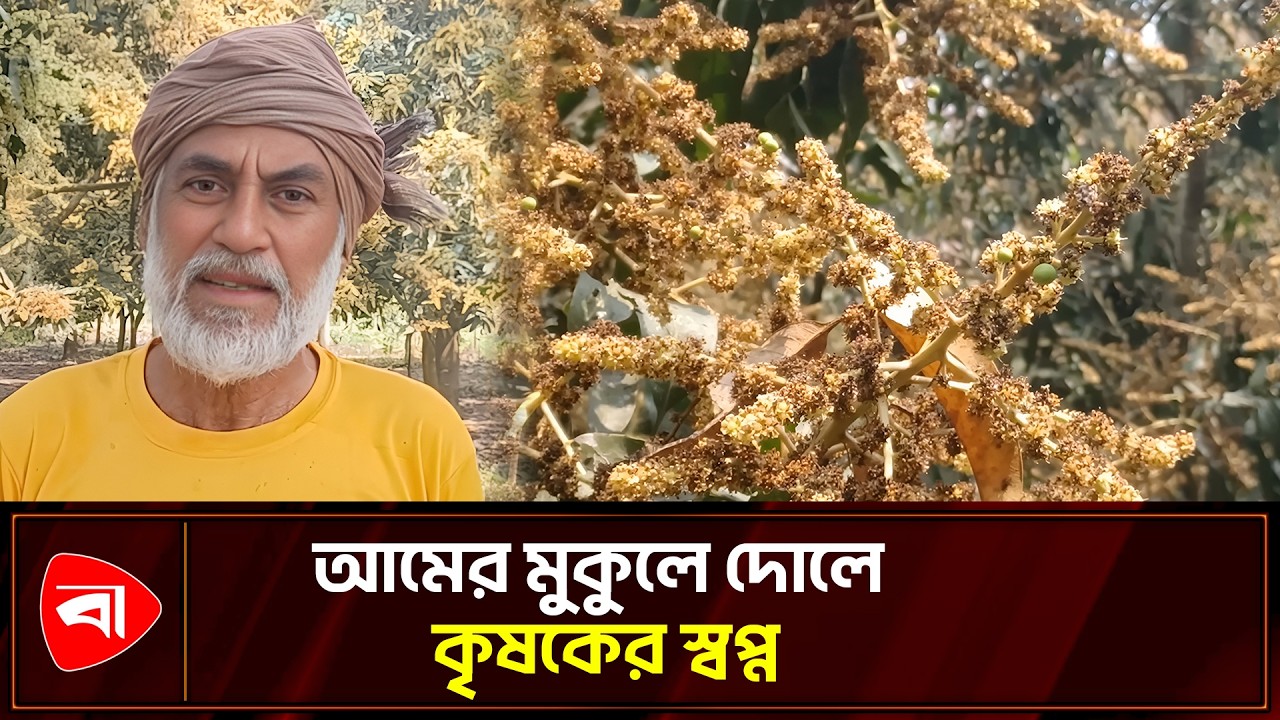 চুয়াডাঙ্গায় ৩০ হাজার টন আম উৎপাদনের আশা | Protidiner Bangladesh