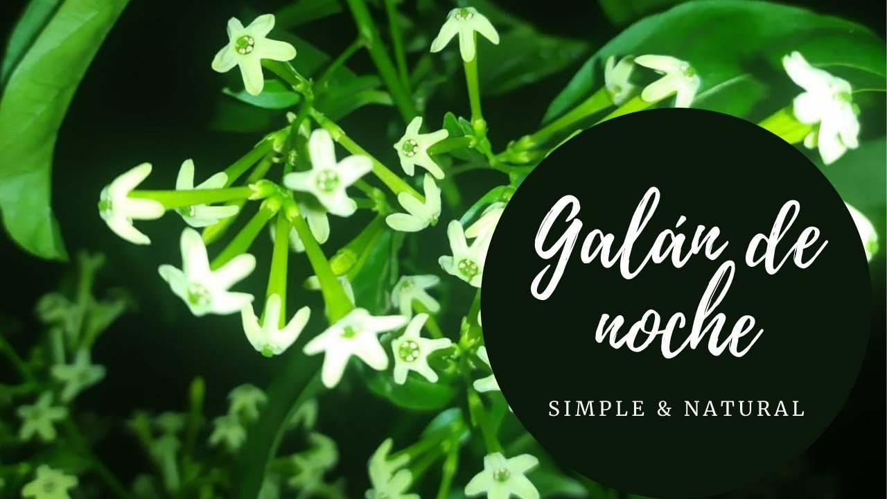 GALAN DE NOCHE Cuidados y curiosidades🌿//dama de noche// Cestrum nocturnum// Simple y natural