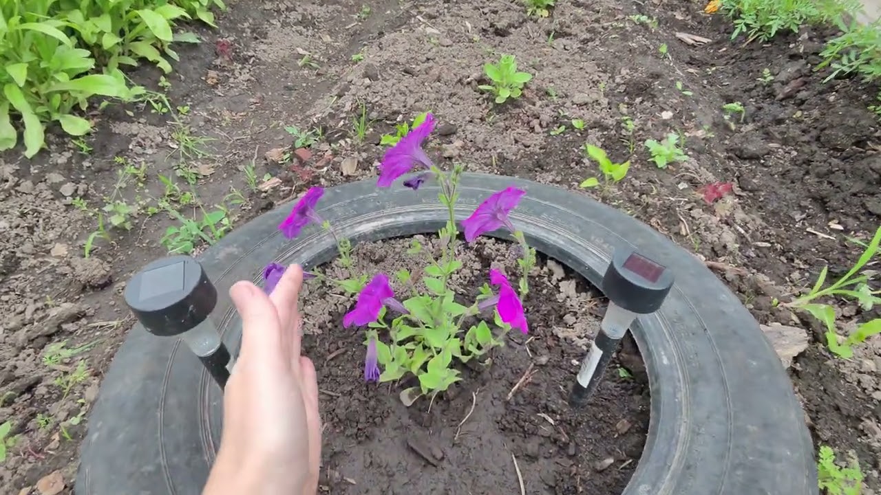 🌸🌷🌸Цветочный vlog - Ожидание и Реальность - отзывы о цветах сезон 2025