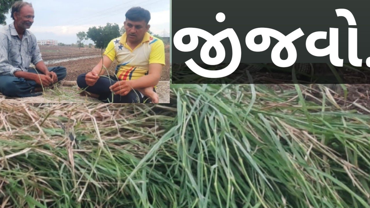 પશુઓને મનગમતું ઘાસ....!
