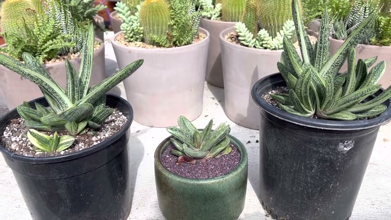 Gasteria cultivar 