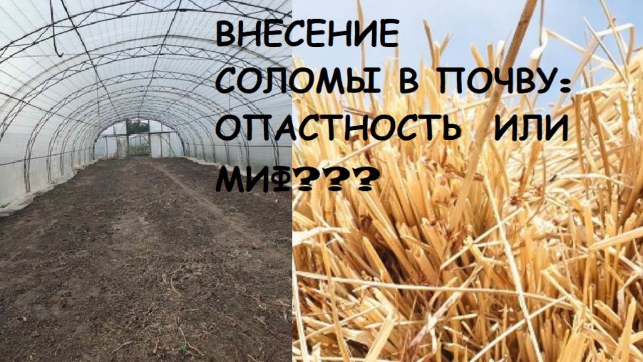 Внесение соломы и опилок в почву в теплице. Результат спустя 1 год. Отвечаю на вопросы.
