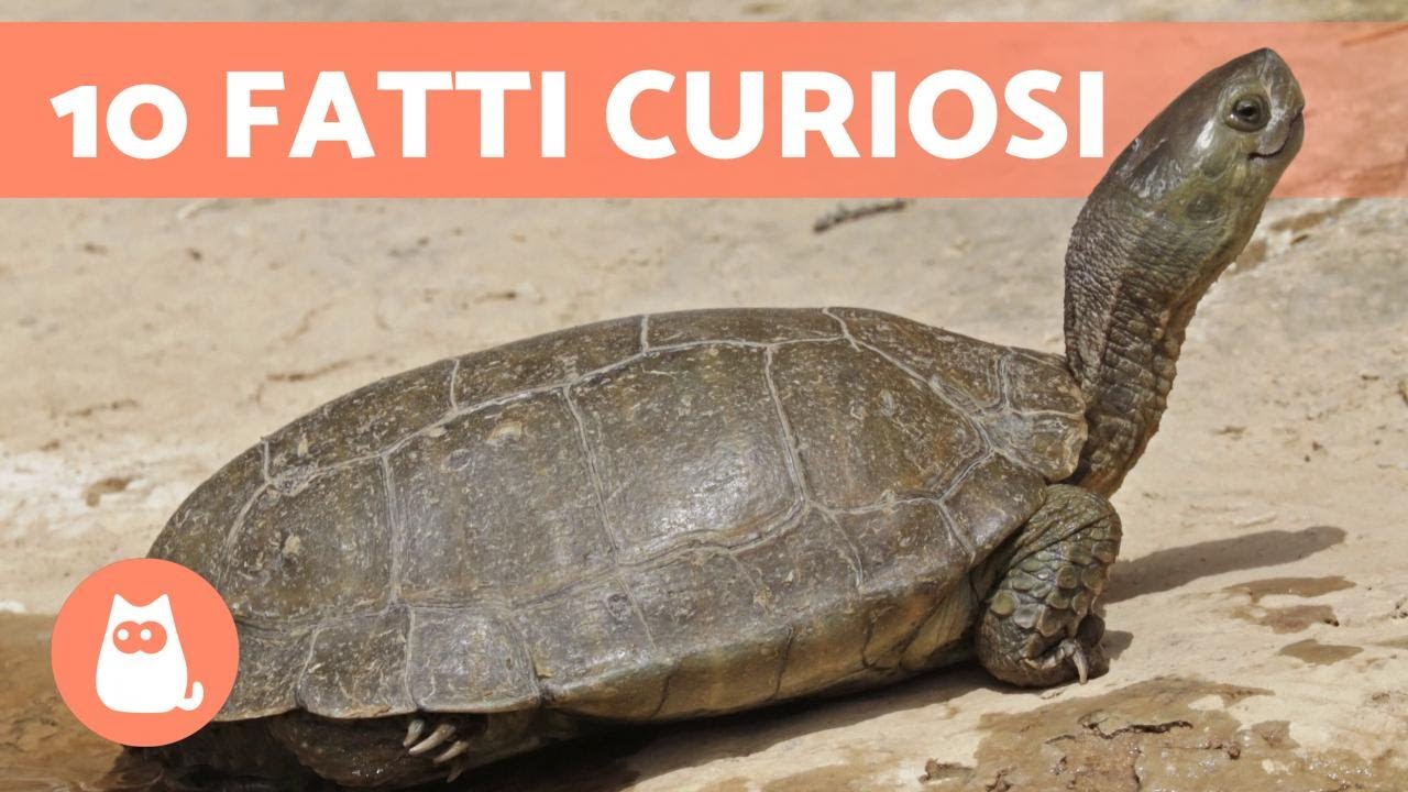 10 CURIOSIT&Agrave; sulle TARTARUGHE che non conoscevi 🐢