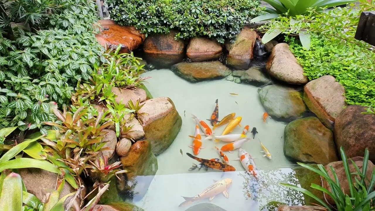 1 HORA DE V&Iacute;DEO RELAXANTE - LAGO ORNAMENTAL E CARPAS KOI | PARA RELAXAR, MEDITA&Ccedil;&Atilde;O