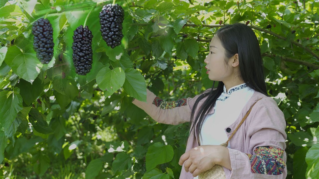 俗話說：四月桑葚勝人參，桑葚酒和桑葚干我都做好啦，快來鴨 | Mulberry fruit Chinese Food | 野小妹wild girl的家常菜 | 美食