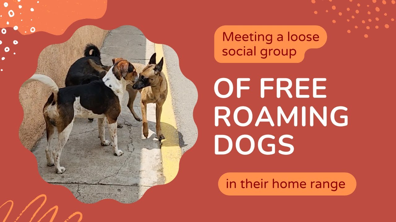 Meeting a loose social group of free-roaming dogs within their home range