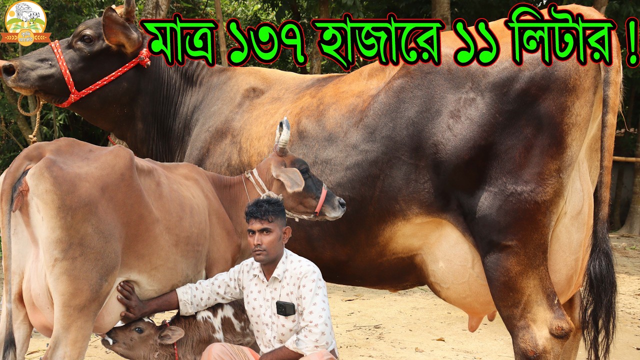 মাত্র ১৩৭ হাজারে বাচ্চাসহ ১১ লিটার ! প্রবাসী ও গরিব এর স্পেশাল জার্সি গাভী সোহাগ ভাই মানেই সস্তা দাম