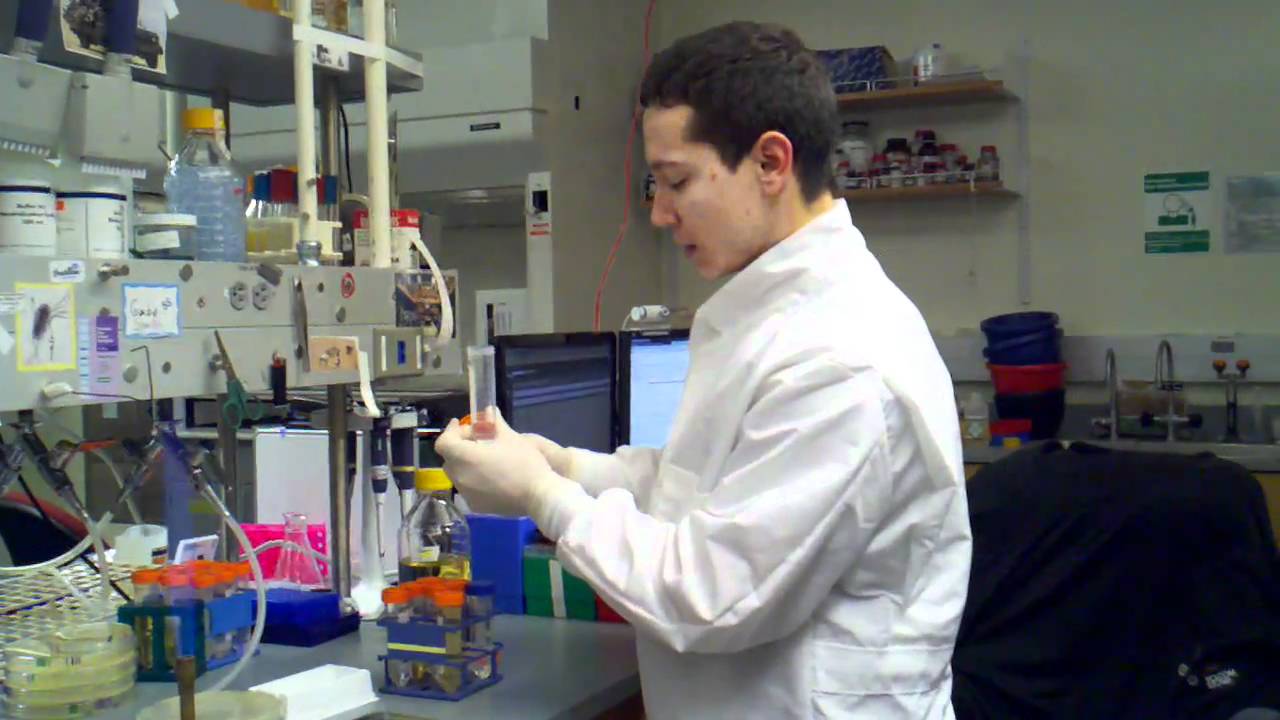 picking colonies into 96 well plate using sterile technique   setting up the plate