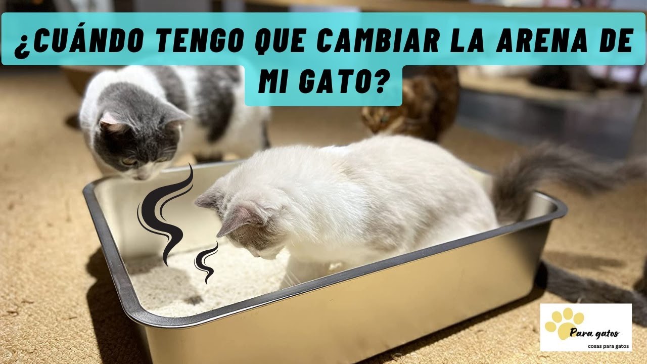 😺 ¿CADA CUÁNTO SE CAMBIA LA ARENA DEL GATO? 👉 ¿DÓNDE TIRAR LAS HECES DEL GATO? ✅ TE RESPONDO