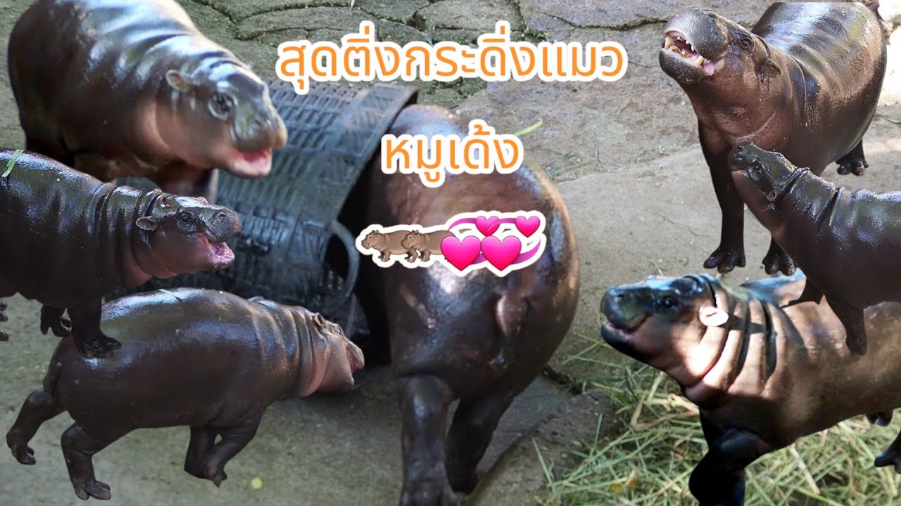 วันนี้น้องหมูเด้งสุดติ่งกระดิ่งแมวจริงๆ😍😍🦛🦛💞💞 นางดีดมากEpisode 1#สวนสัตว์เปิดเขาเขียวชลบุรี #หมูเด้ง
