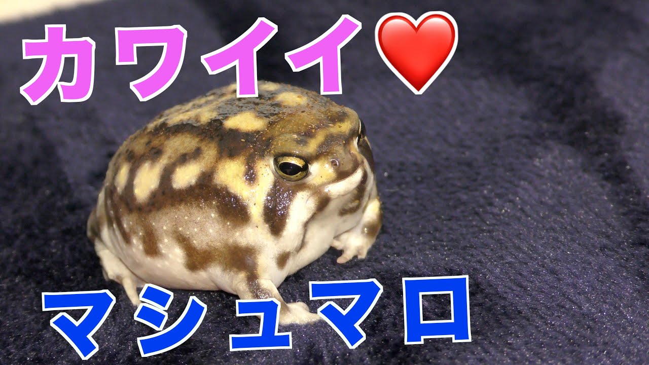 このカエルめっちゃカワイイ！！アメフクラガエル！There was a very pretty frog!