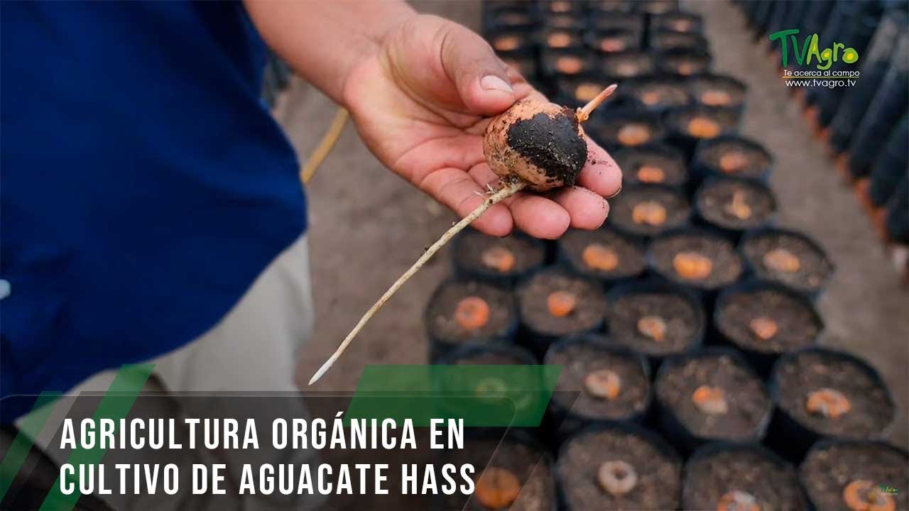Agricultura orgánica en cultivo de aguacate hass - TvAgro por Juan Gonzalo Angel Restrepo