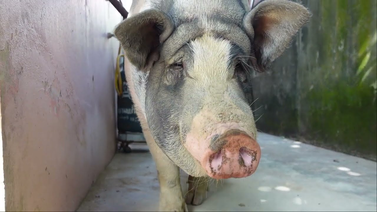 [HD] 10 MINUTES OF : Mini Pig in Phuket THAILAND- July 2023