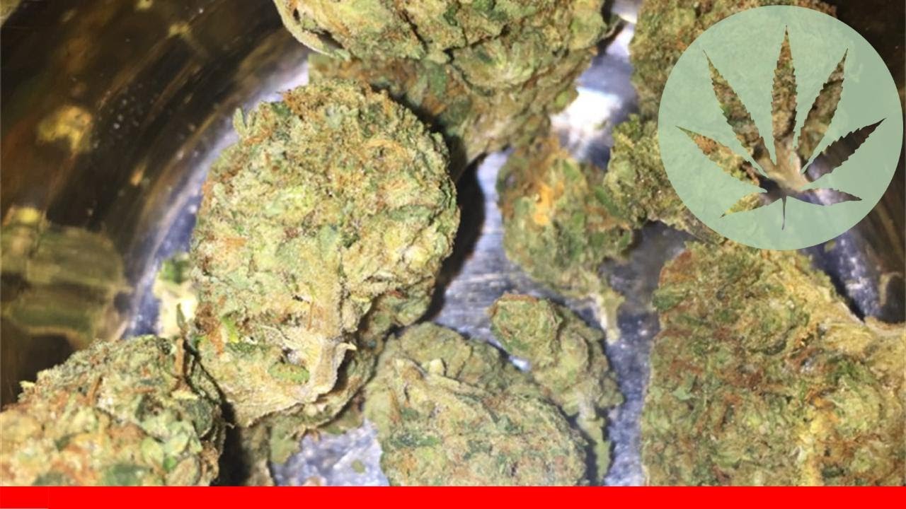 Black Lime - All About This Strain