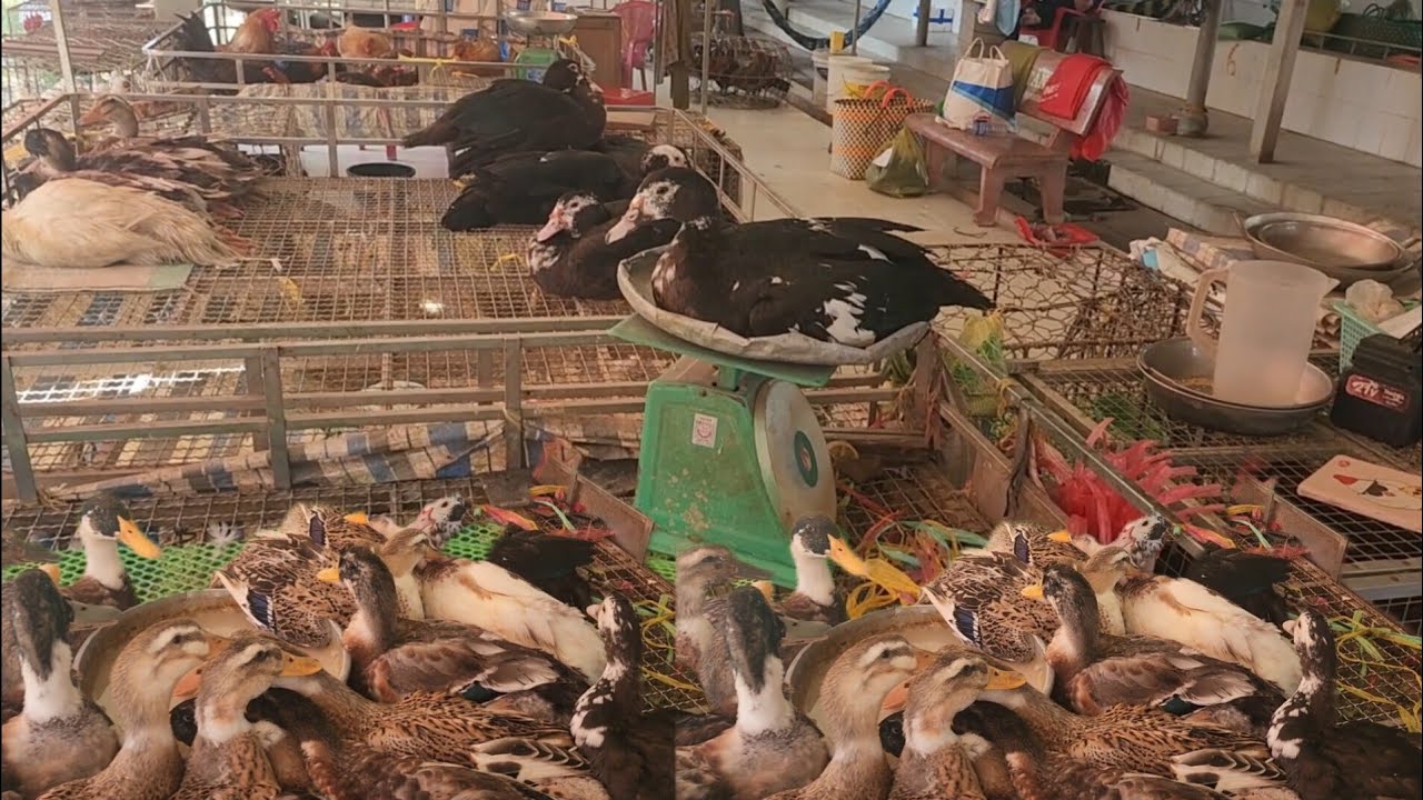 Đi Công Chuyện Ngang Chợ Tam Long Cai Lậy Mua Vịt Xiêm Về Làm Tiết Canh / GĐQ
