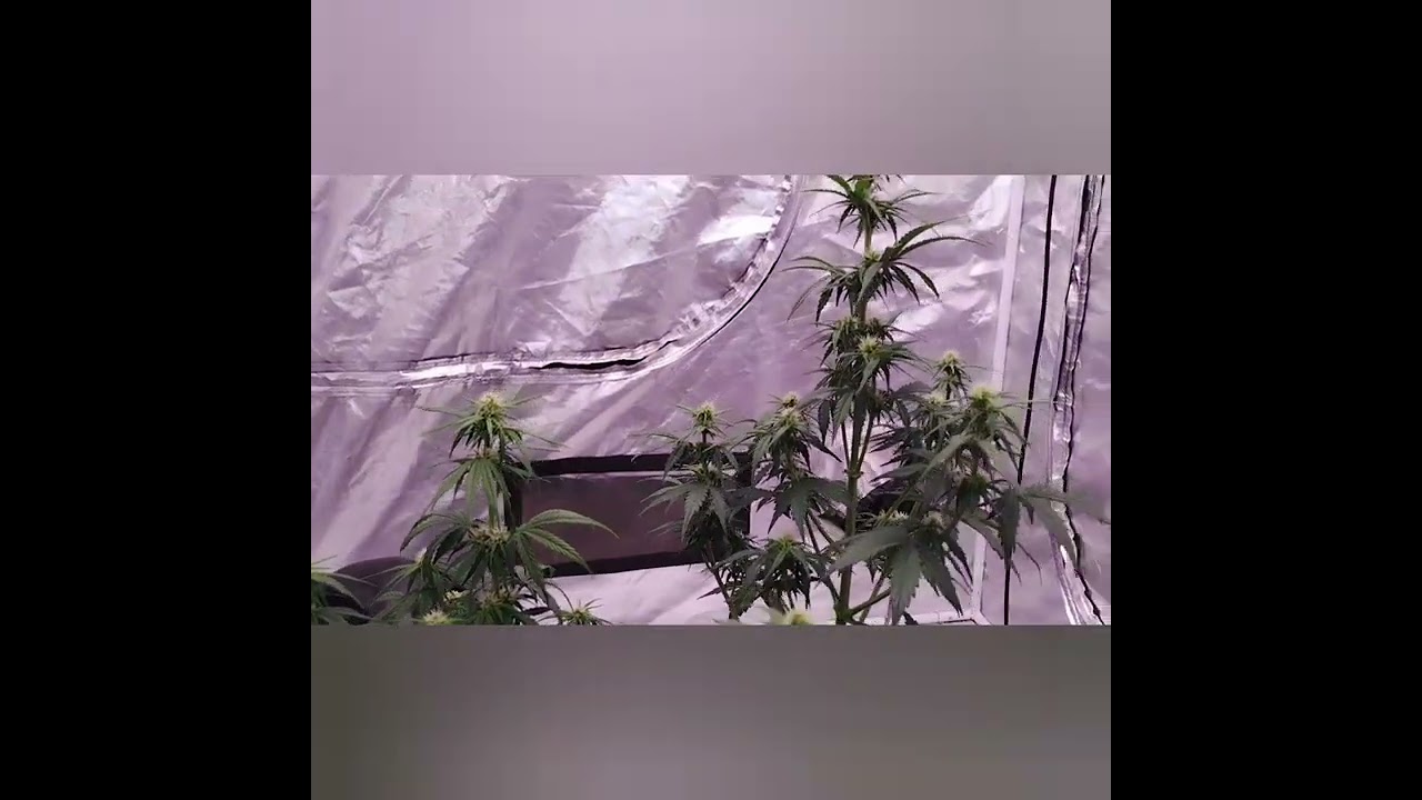 Day 38, Green Leaf Autoflower from ILGM!!