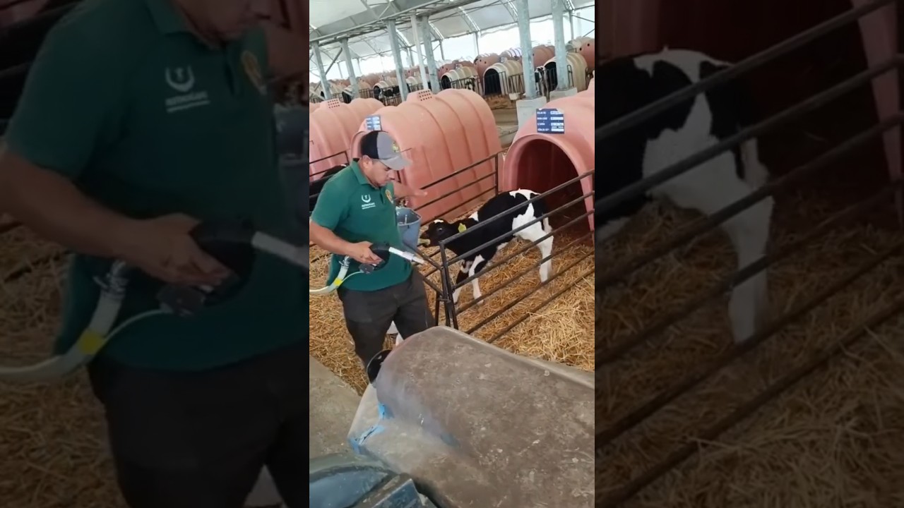 Inside big dairy farms, the calves are kept separate from their mothers in this way