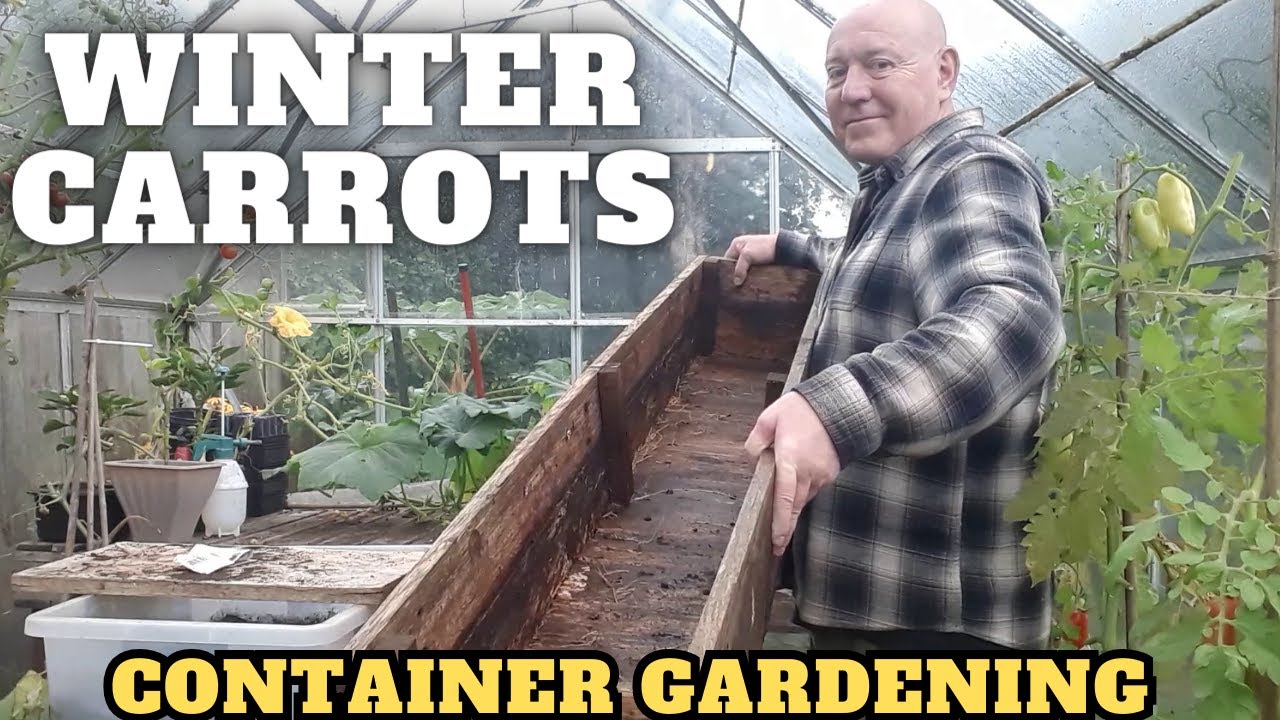 Winter Container Carrots [Gardening Allotment UK] [Grow Vegetables At Home ]