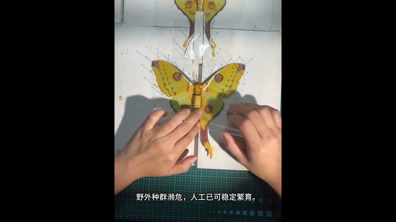 The cometes-tailed silkworm moth a large moth endemic to Madagascar#Specimen#Butterfly