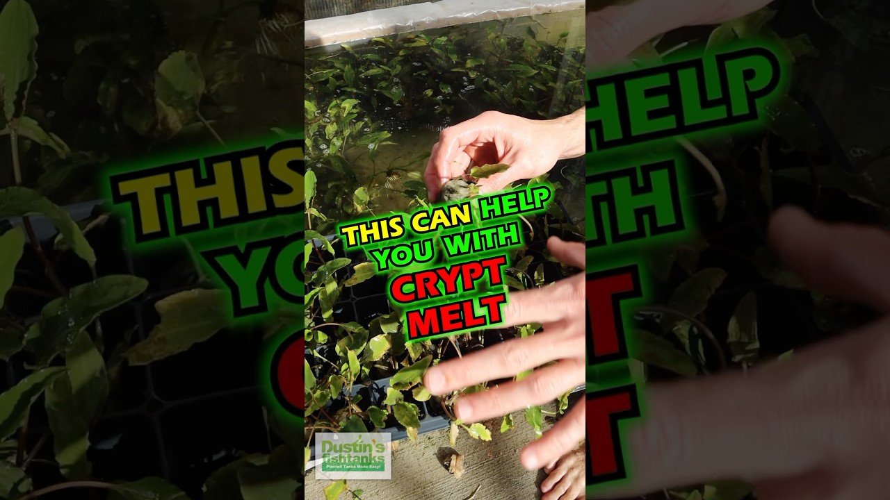 THIS CAN HELP YOU WITH CRYPT MELT!