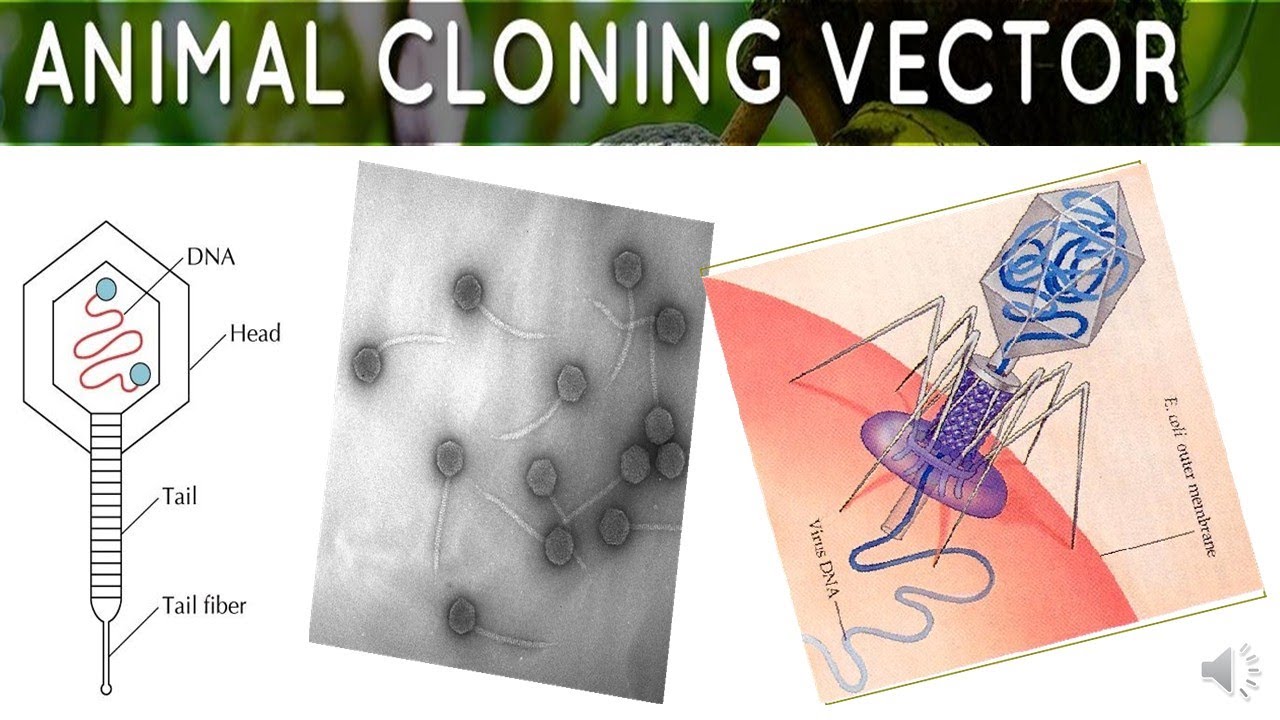 ANIMAL CLONING VECTOR