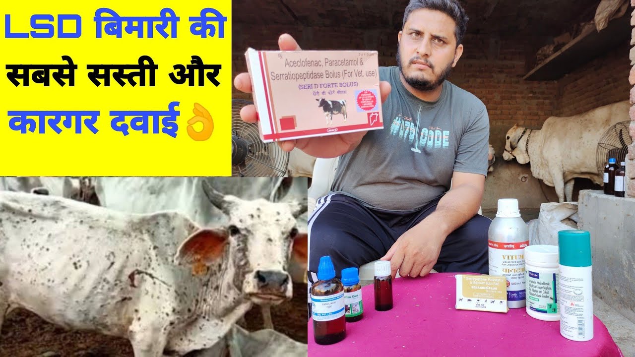 Homeopathic and Allopathic treatment of #LSD 👍 #लम्पी #रोग की 100% कारगर और सस्ती दवाई