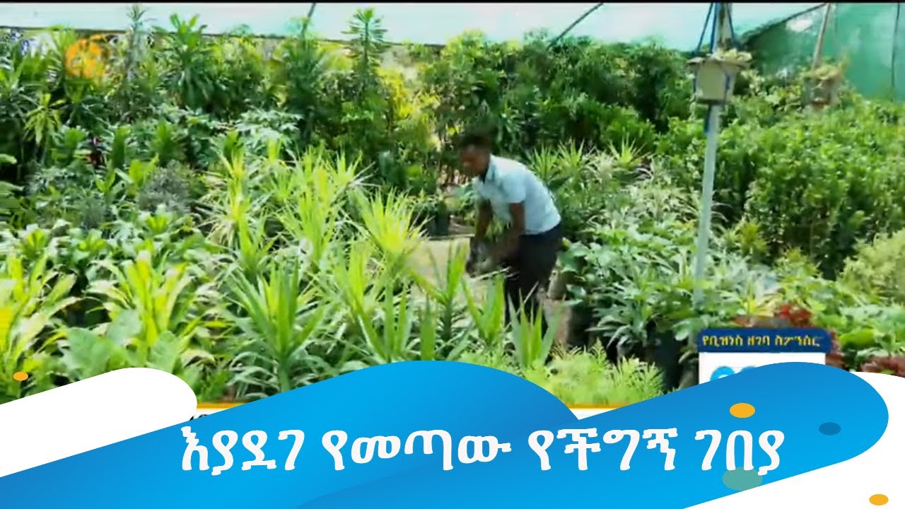 እያደገ የመጣው የችግኝ ገበያ