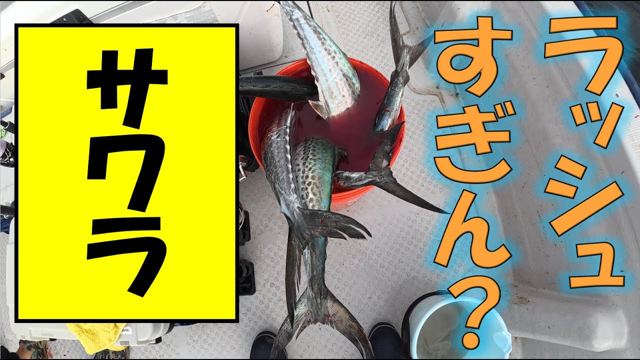 【東京湾】サワラッシュ！ 前編