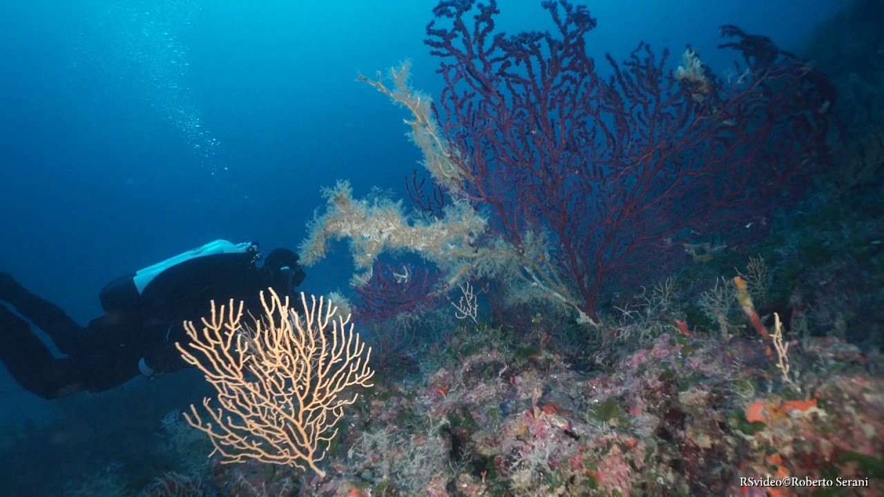 Giannutri Island