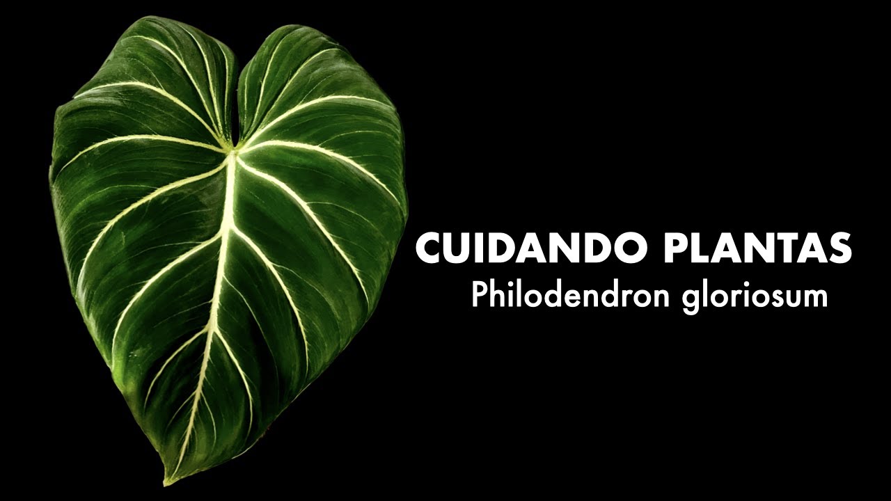 Cuidando Plantas: Philodendron gloriosum. En CRIOLLO: lo que necesitas saber para que triunfe 🙌🏻