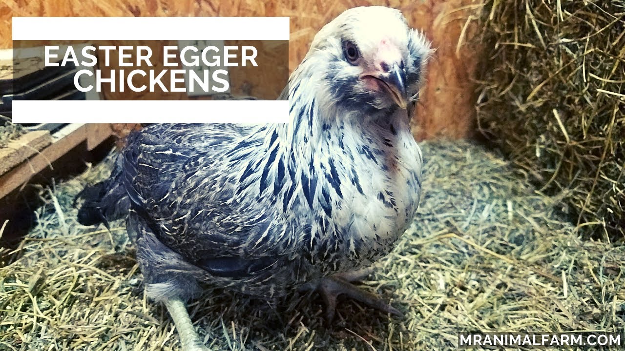 Пасхальные курицы Eggers