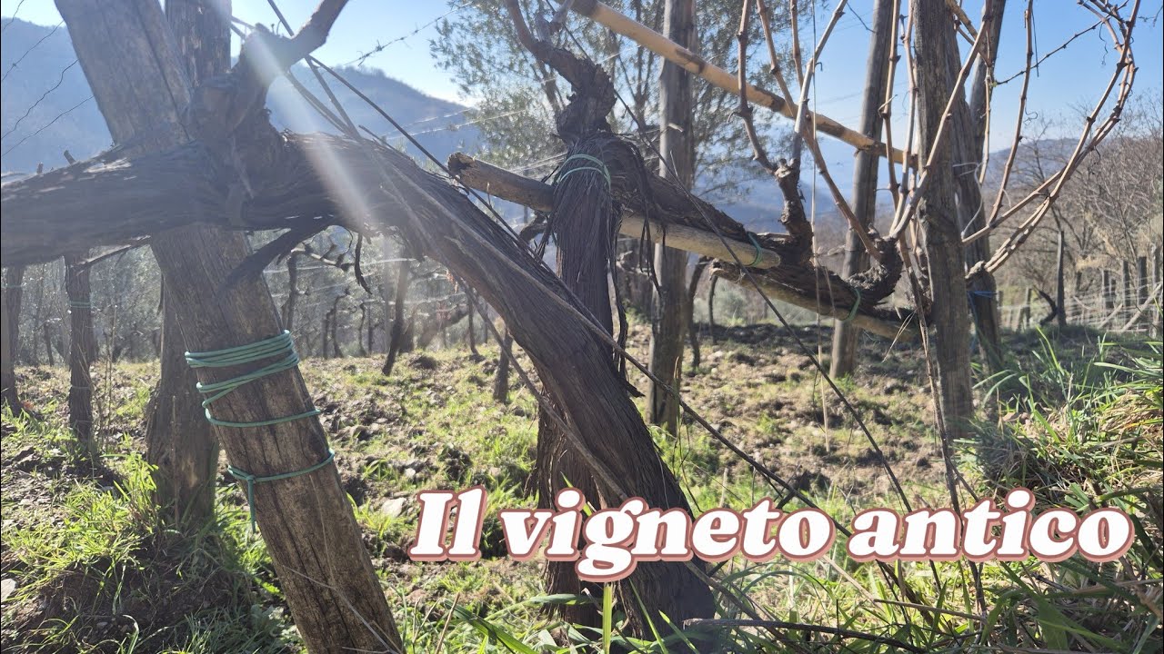 Come potare una vite antica