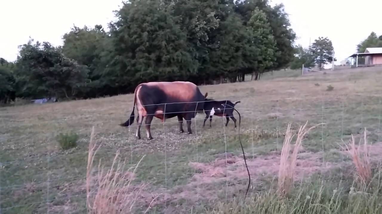 Bull vs Goat some Fun in farm.(Head Butt)