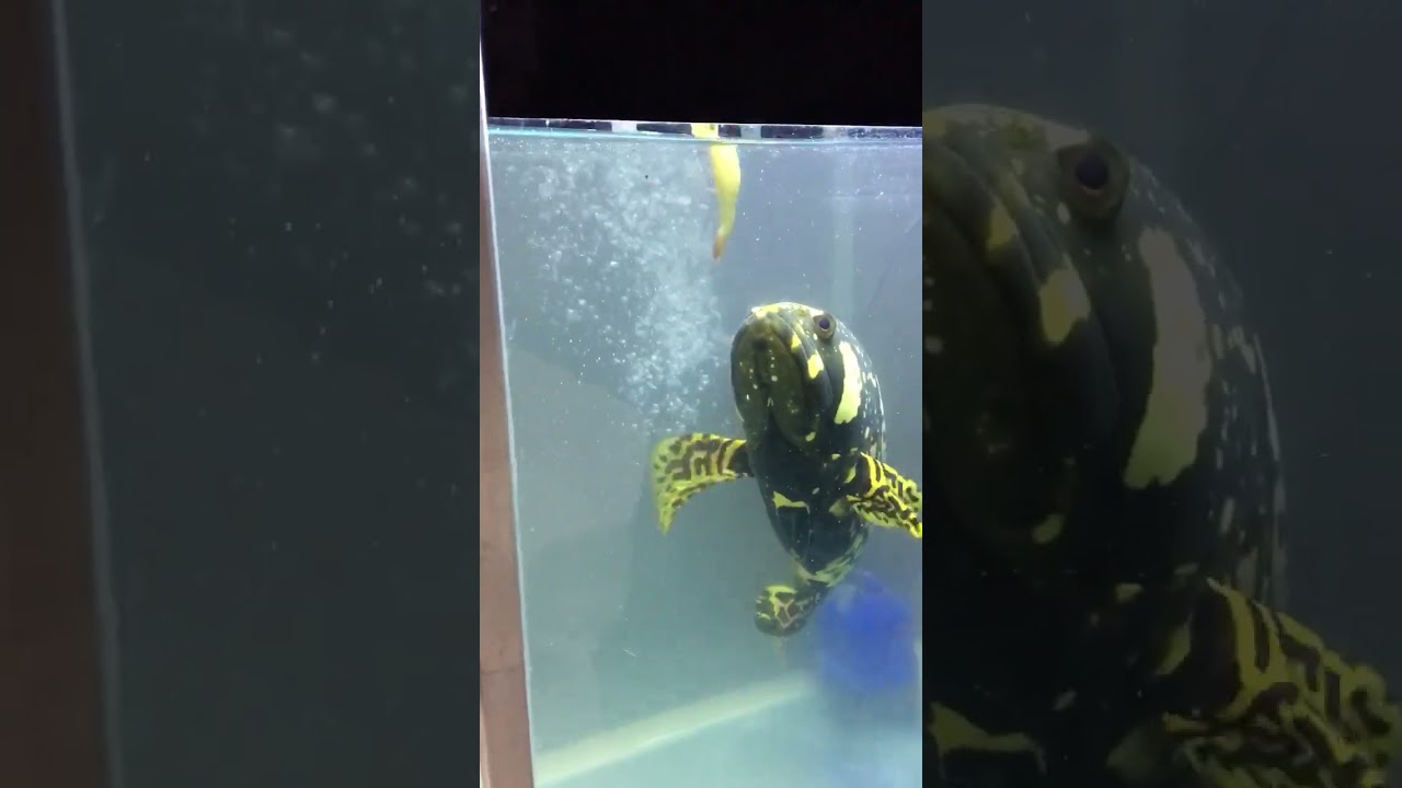 Ganas Kerapu Emas malahap udang | bumblebee grouper
