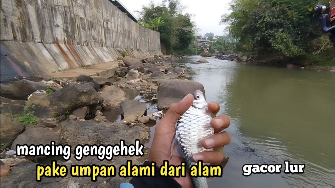 MANCING IKAN GENGGEHEK,, mancing ikan wader kepek babon pake umpan lumut teknik pelampung