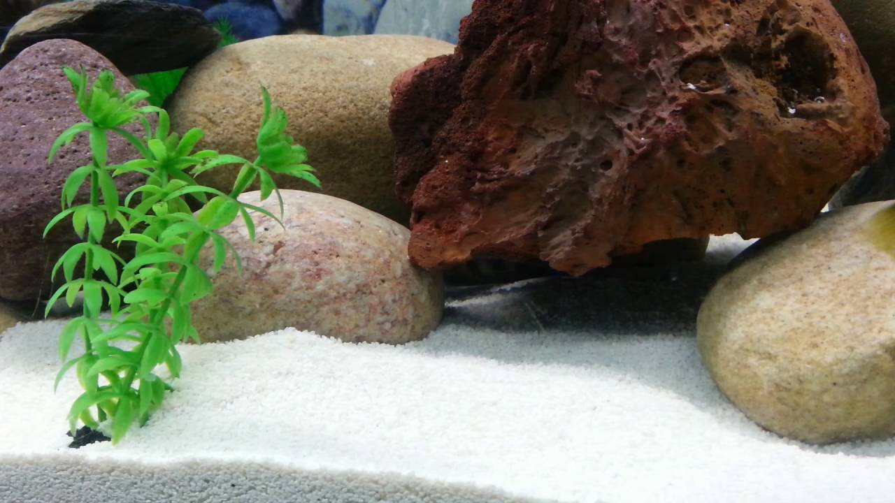 Pseudotropheus sp. &lsquo;elongatus chailosi&rsquo;