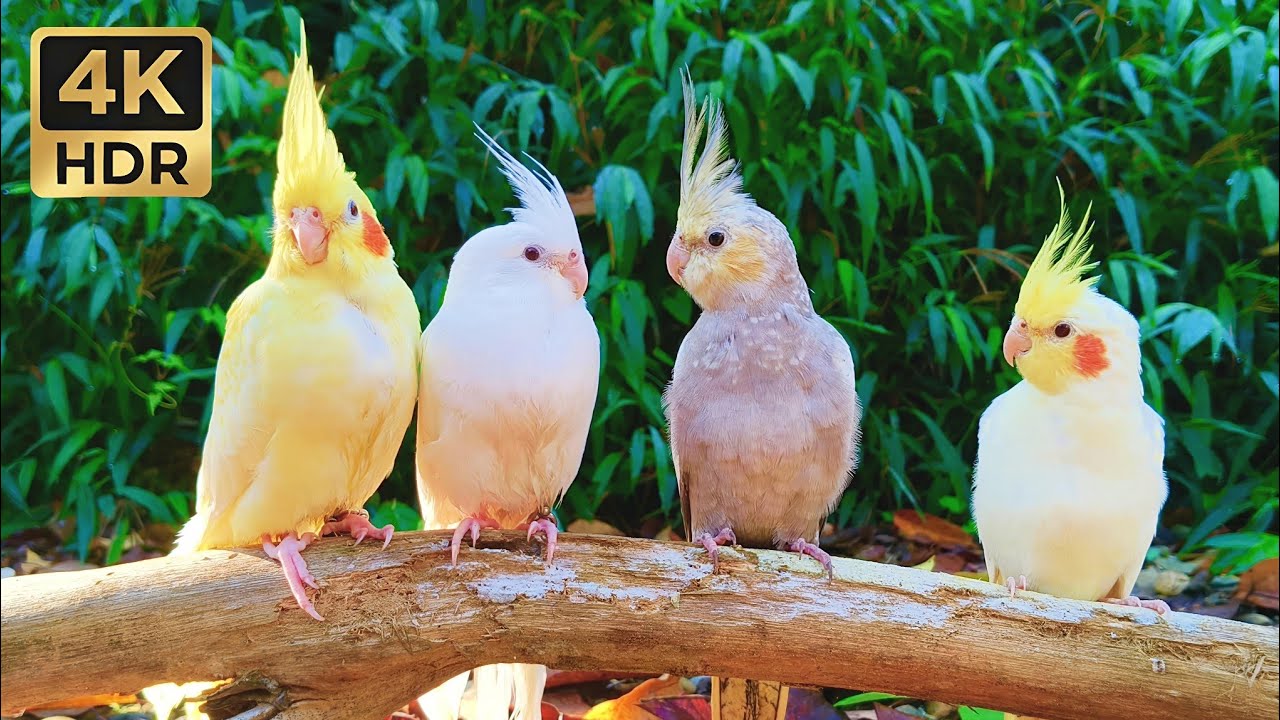 Adorable Cockatiel Gathering | 1 Hour Peaceful Forest Sounds