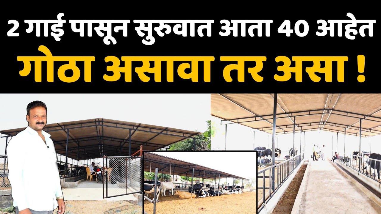 गोठा असावा तर असा। 2 गाई पासून सुरुवात।40 गाईंचा मुक्त गोठा। 14 गाई मद्ये 325 लिटर दूध