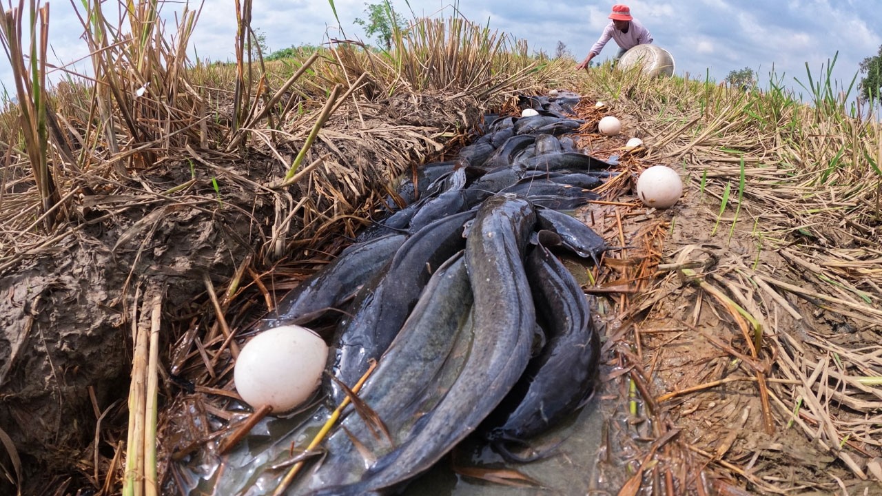 Wow surprisingly! A skills man catch fish and pick a lot of duck eggs in rice field in mud water