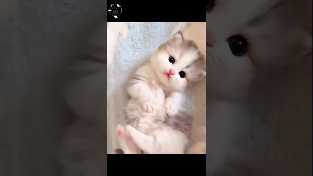 Heart-meltingly Cute Face Compilation 💖 