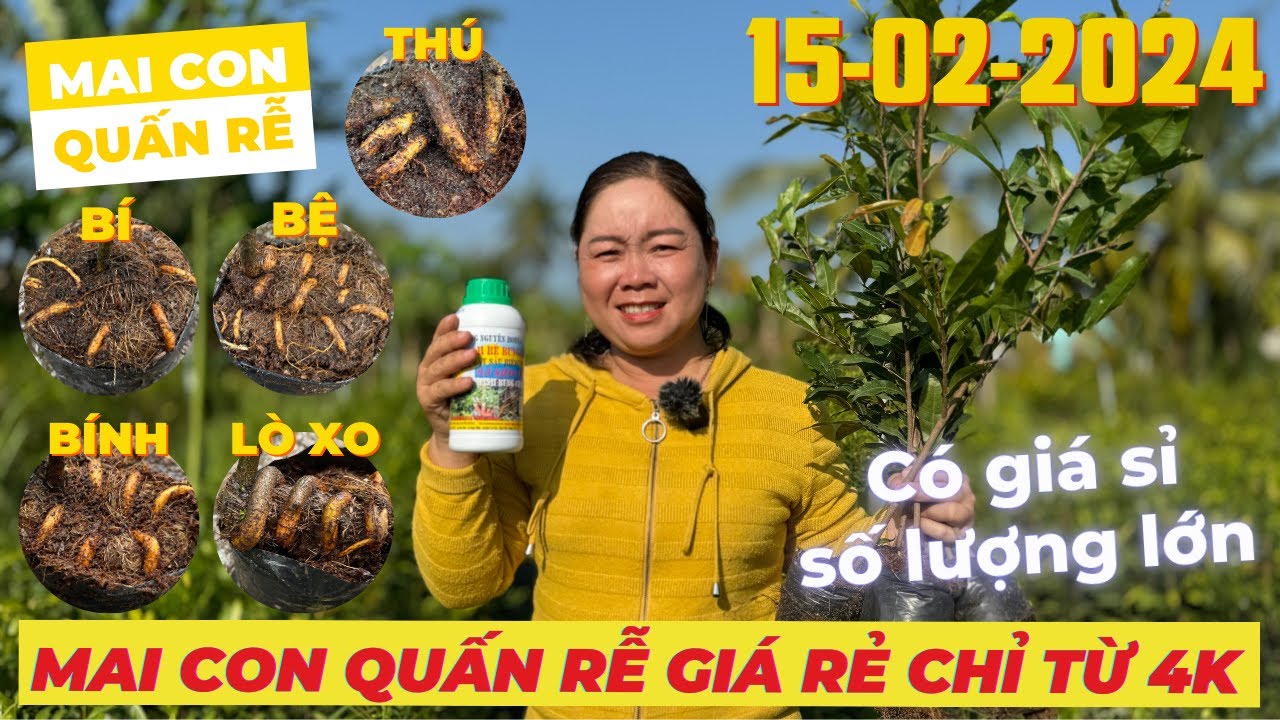CHỊ HUỲNH NHƯ Giao Lưu Mai Con Quấn Rễ Giá Rẻ, Mai Con Quấn Rễ Đẹp • THÀNH TRỌNG LÊ