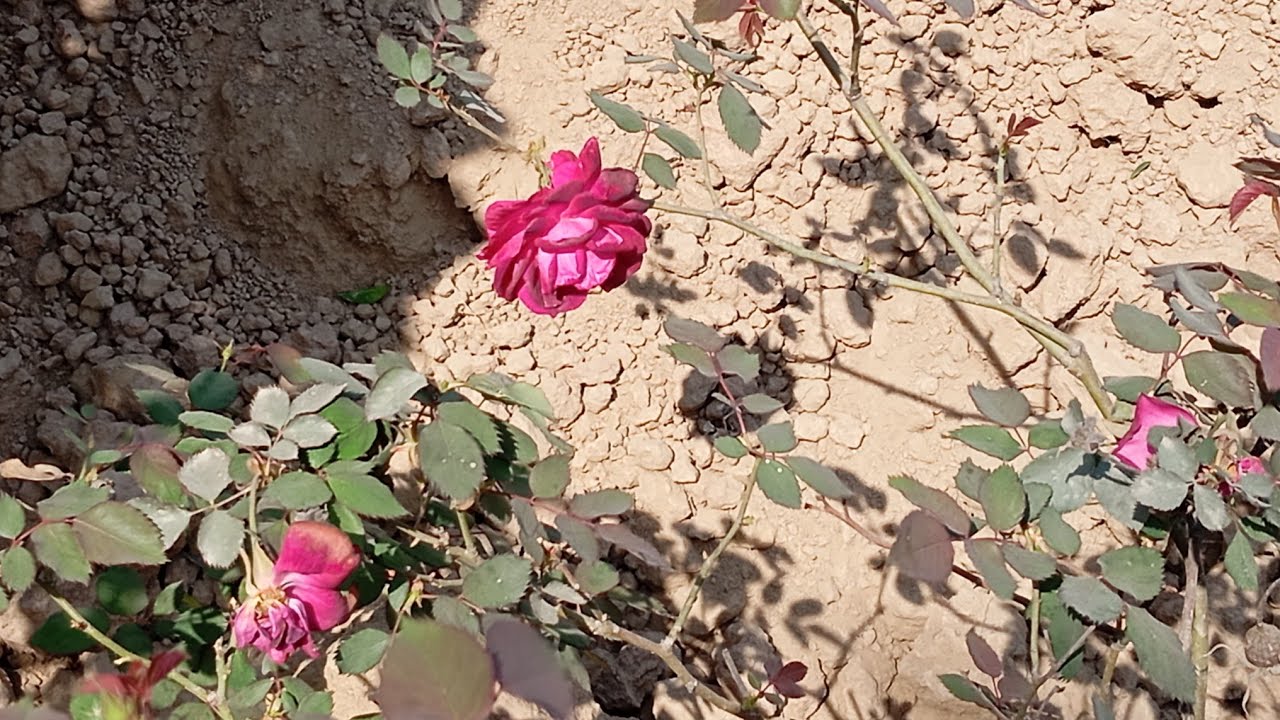 Arafta 34. Bölüm | | Mega Bölüm | Tam Bölüm | Türk Dizileri @araftadizisi | Review