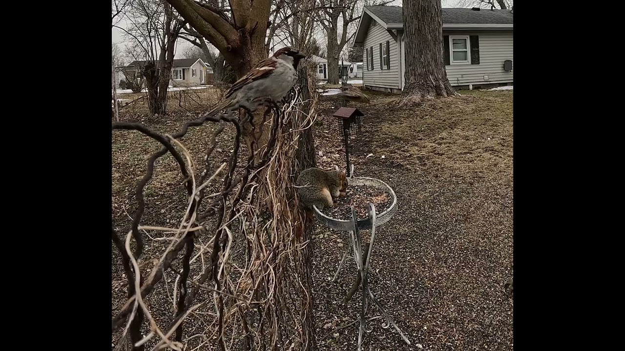Lonely squirrel Feedin