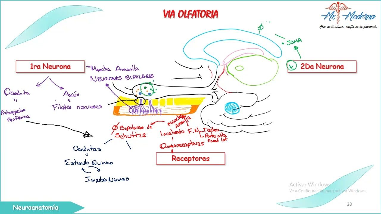 TEMA 18 NEUROANATOMIA (V&iacute;a Olfatoria)