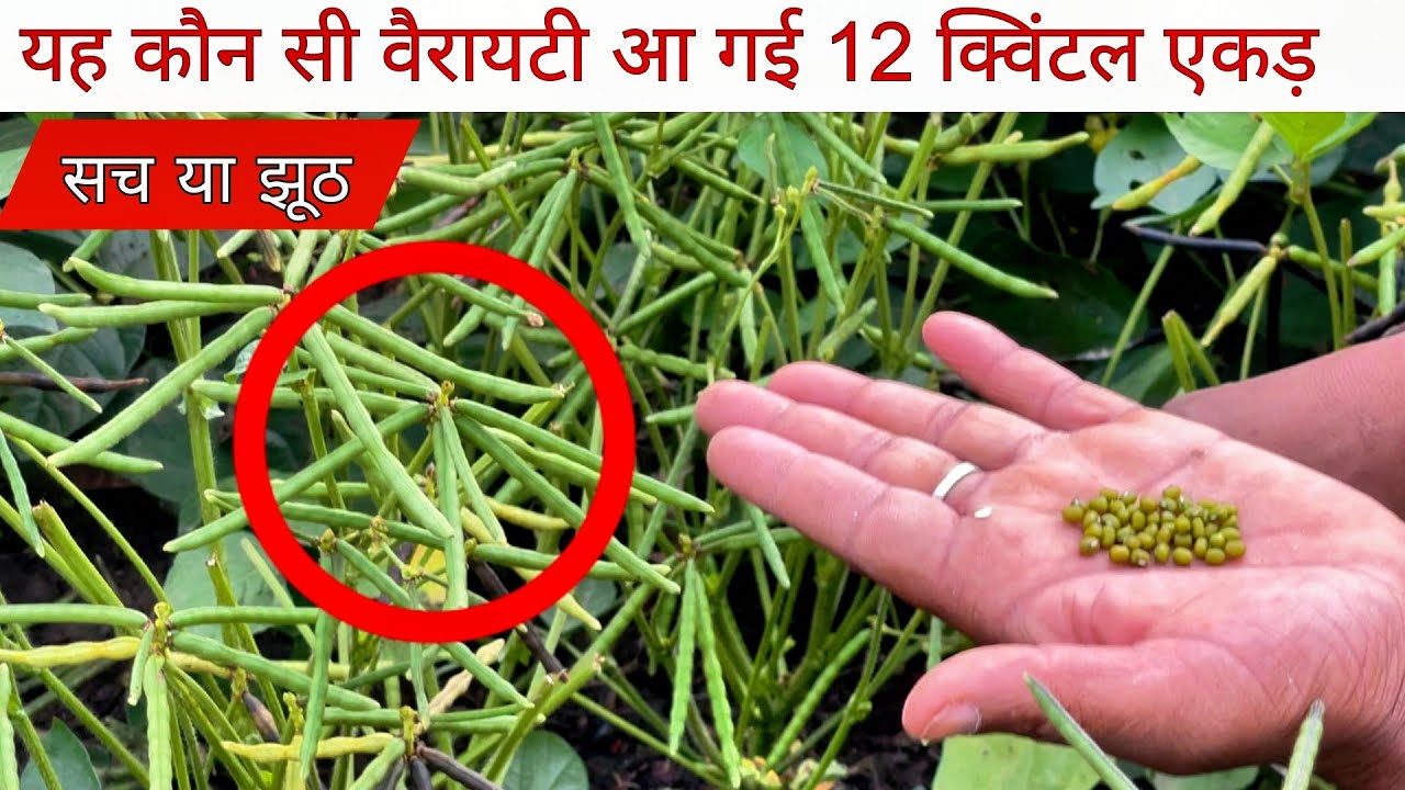 एक एकड़ में 10 क्विंटल मूंग | मूंग की सबसे अच्छी वैरायटी |मूंग की खेती 2025 🌾best variety green gram