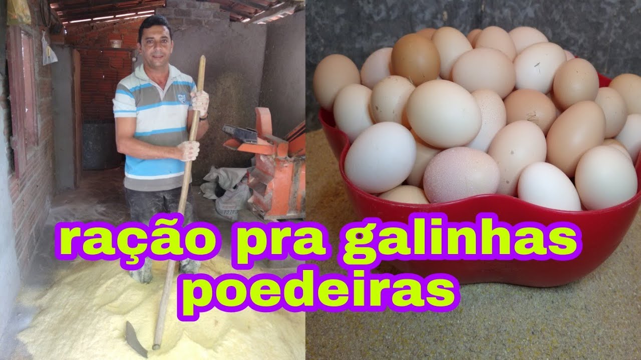 A fórmula da raçâo pra 300 galinhas poedeiras | ovos em abundância |canal da Pathy