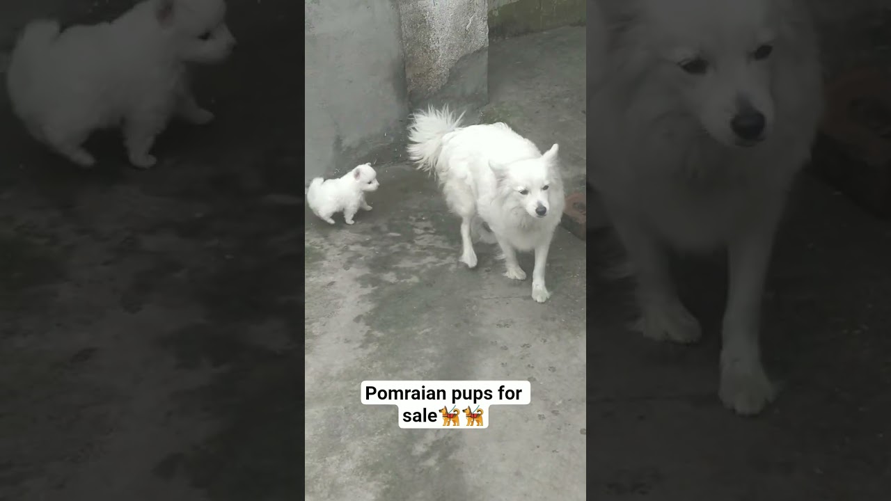 Pomraian snow white pups for sale