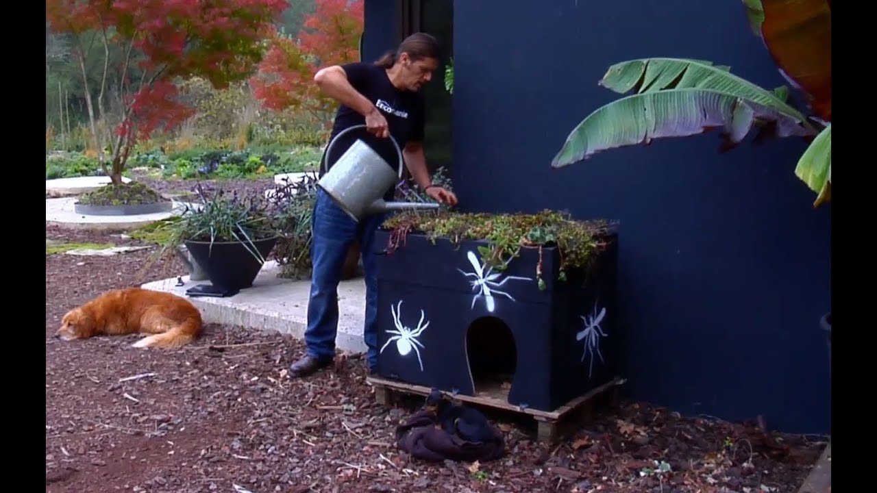 Tejado con cubierta vegetal - Bricomanía